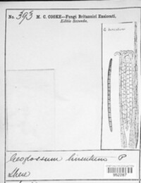 Geoglossum hirsutum image